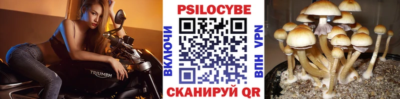 Галлюциногенные грибы MAGIC MUSHROOMS  Купить закладки  Красный Холм 
